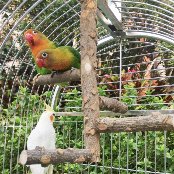 Bird Perch Nature Wood Stand for 3-4Pcs Small Medium Parrots (S-For Small Parrots)