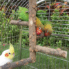 Bird Perch Nature Wood Stand for 3-4Pcs Small Medium Parrots (S-For Small Parrots)