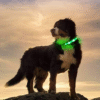 USB Rechargeable LED Pet Dog Collar Flashing Luminous Safety Light up Nylon UK